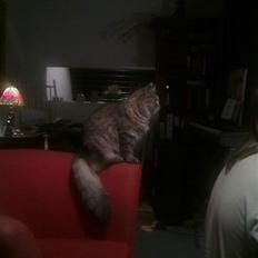 Blanding af racer Frigg