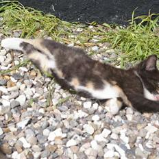 Huskat Amanda (solgt)