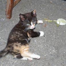 Huskat Amanda (solgt)