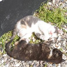 Huskat Amanda (solgt)