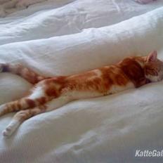 Huskat Qutie (cutter)