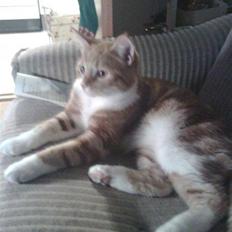 Huskat Qutie (cutter)