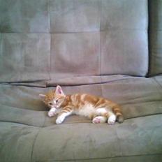 Huskat Qutie (cutter)