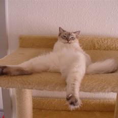 Ragdoll DK Wrensted Garcon Dolly