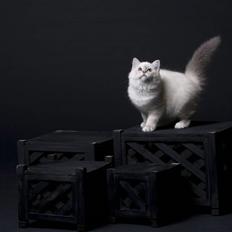 Hellig Birma DK KATLarsen Athene DiMi