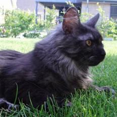 Maine Coon Wilma