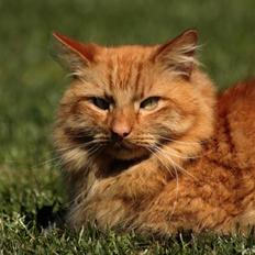 Norsk Skovkat Garfield