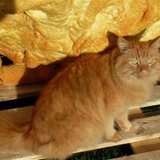 Norsk Skovkat Garfield