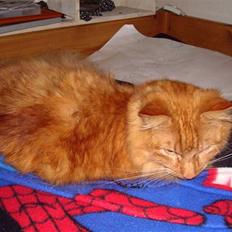 Norsk Skovkat Garfield