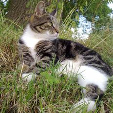 Blanding af racer Sjikke