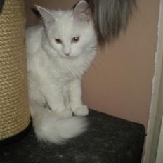 Maine Coon Lykkekatte Jolene