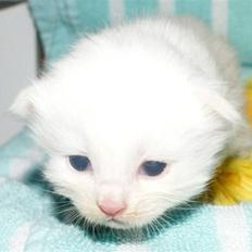 Maine Coon Lykkekatte Jolene