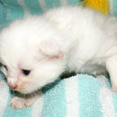 Maine Coon Lykkekatte Jolene