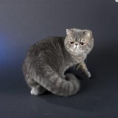 Exotic Hyggebo`s Baby Bon R.I.P