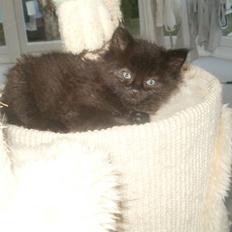 Blanding af racer Malou