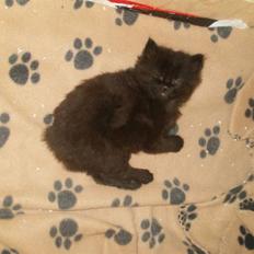 Blanding af racer Malou