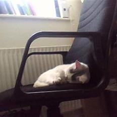 Huskat Mitzi ( min søster's )