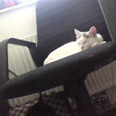 Huskat Mitzi ( min søster's )