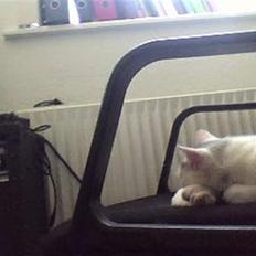 Huskat Mitzi ( min søster's )