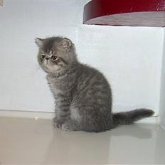 Exotic Hyggebo`s Baby Bon R.I.P