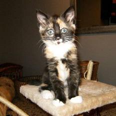 Blanding af racer Baby