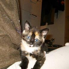 Blanding af racer Baby