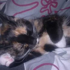 Blanding af racer Baby