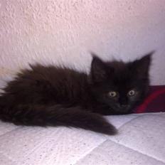 Blanding af racer Malou