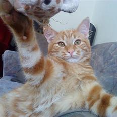 Blanding af racer Balou