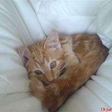 Blanding af racer Balou