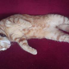 Blanding af racer Balou