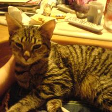 Blanding af racer tulle