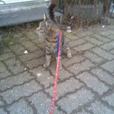 Blanding af racer tulle