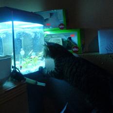 Blanding af racer tulle