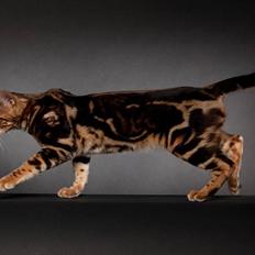 Bengal Miss Sparrow