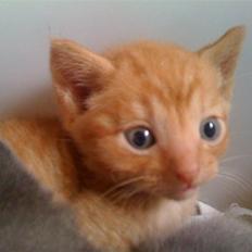 Blanding af racer Bimmer