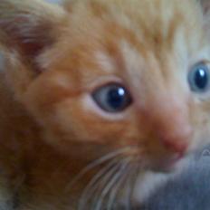 Blanding af racer Bimmer