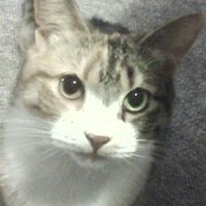 Huskat Bobby (hunkat)