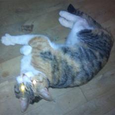 Huskat Bobby (hunkat)