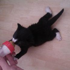 Blanding af racer Blobber 