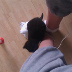 Blanding af racer Blobber 