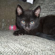 Blanding af racer Loui