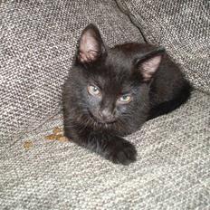 Blanding af racer Loui