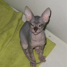 Sphynx Nemesis
