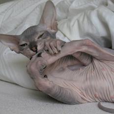 Sphynx Nemesis