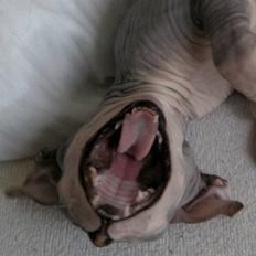 Sphynx Nemesis