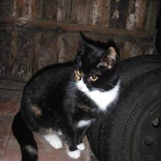 Huskat Black (Lille skid)