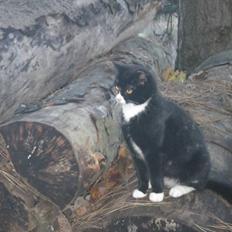 Huskat Black (Lille skid)