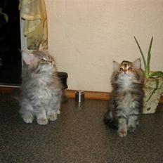 Maine Coon Briaristo