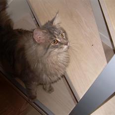 Maine Coon Briaristo